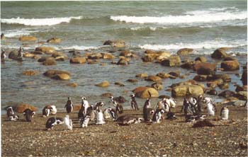 Pinguine,